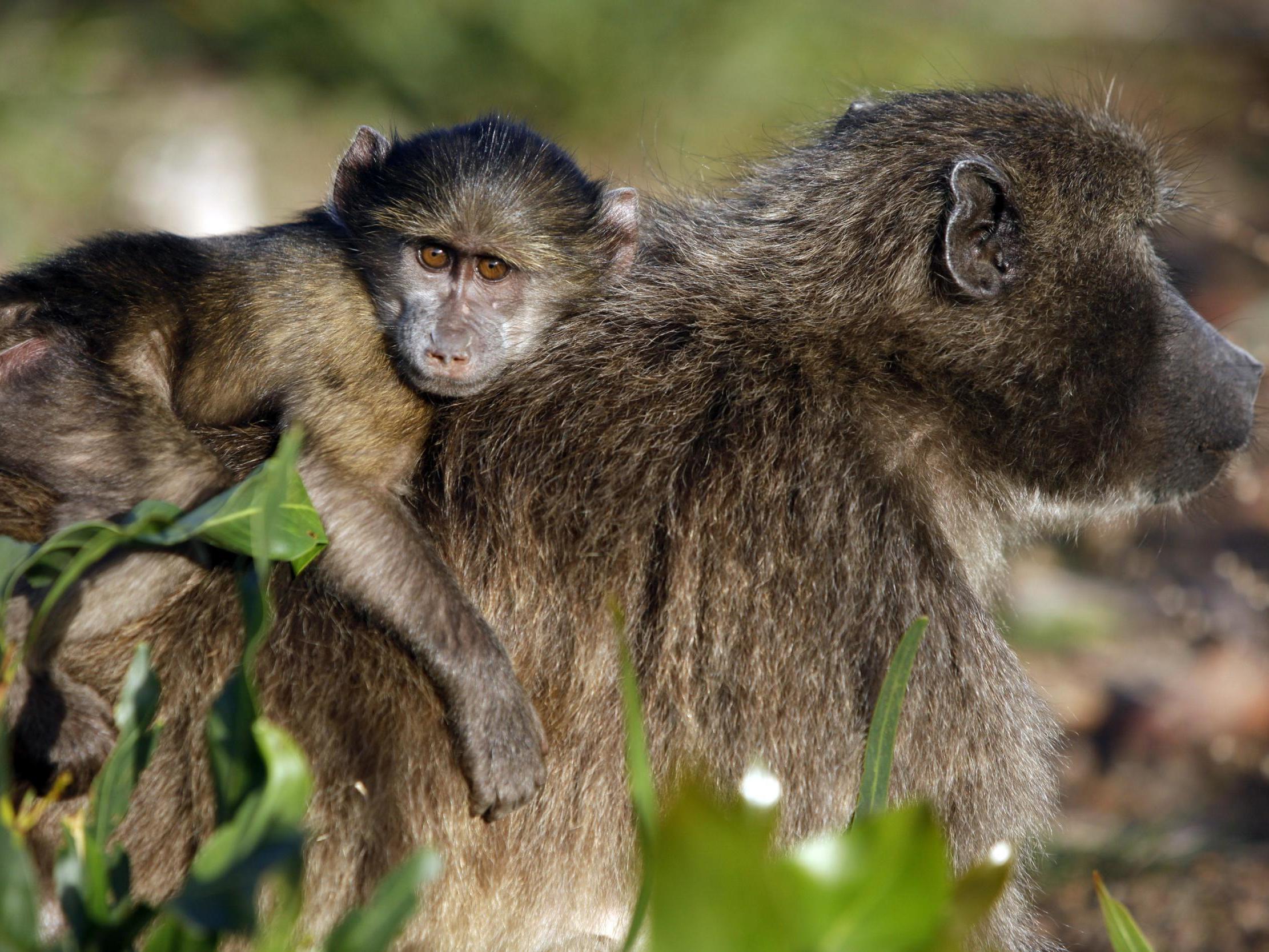 Nearly 400 baboons' carcasses were brought into the UK over three decades