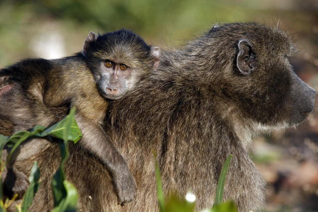 Nearly 400 baboons' carcasses were brought into the UK over three decades