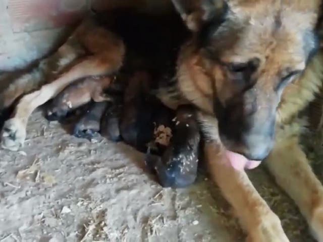 Officers from the Spanish Civil Guard found six German shepherd puppies buried alive at a farm in the Bajo Aragon region after a tip-off on 9 August 2019.