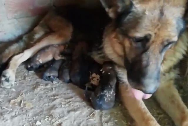 Officers from the Spanish Civil Guard found six German shepherd puppies buried alive at a farm in the Bajo Aragon region after a tip-off on 9 August 2019.
