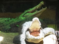 Fidel Castro's crocodile bites elderly man at party in Sweden