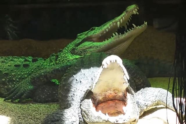The Cuban crocodile lives at the Skansen Aquarium in Stockholm