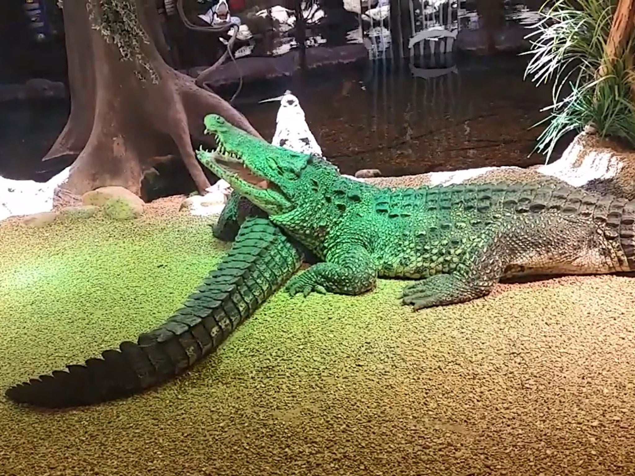 The crocodiles lay in their enclosure
