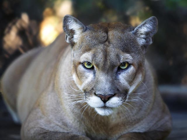 Big Cats Latest News Breaking Stories And Comment The Independent Nearly a third of them use big cypress national preserve as their main habitat. big cats latest news breaking