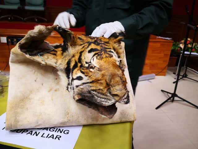 A folded tiger skin; body parts are used for trinkets, 'medicine' and masks