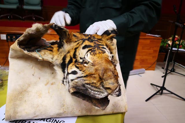 A folded tiger skin; body parts are used for trinkets, 'medicine' and masks
