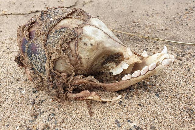 What is this mystery skull found on a Lincolnshire beach?