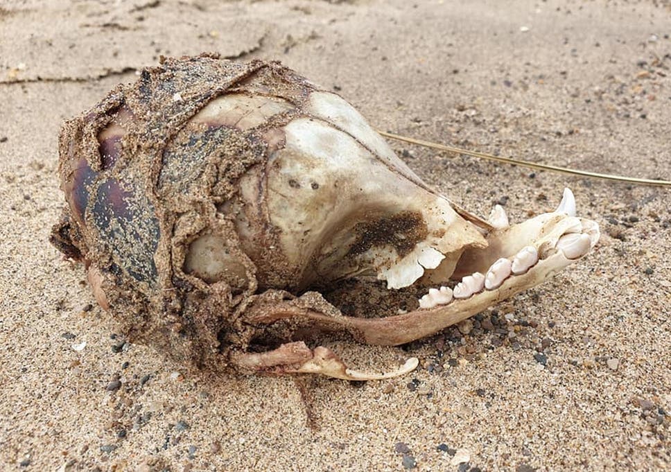 What is this mystery skull found on a Lincolnshire beach?
