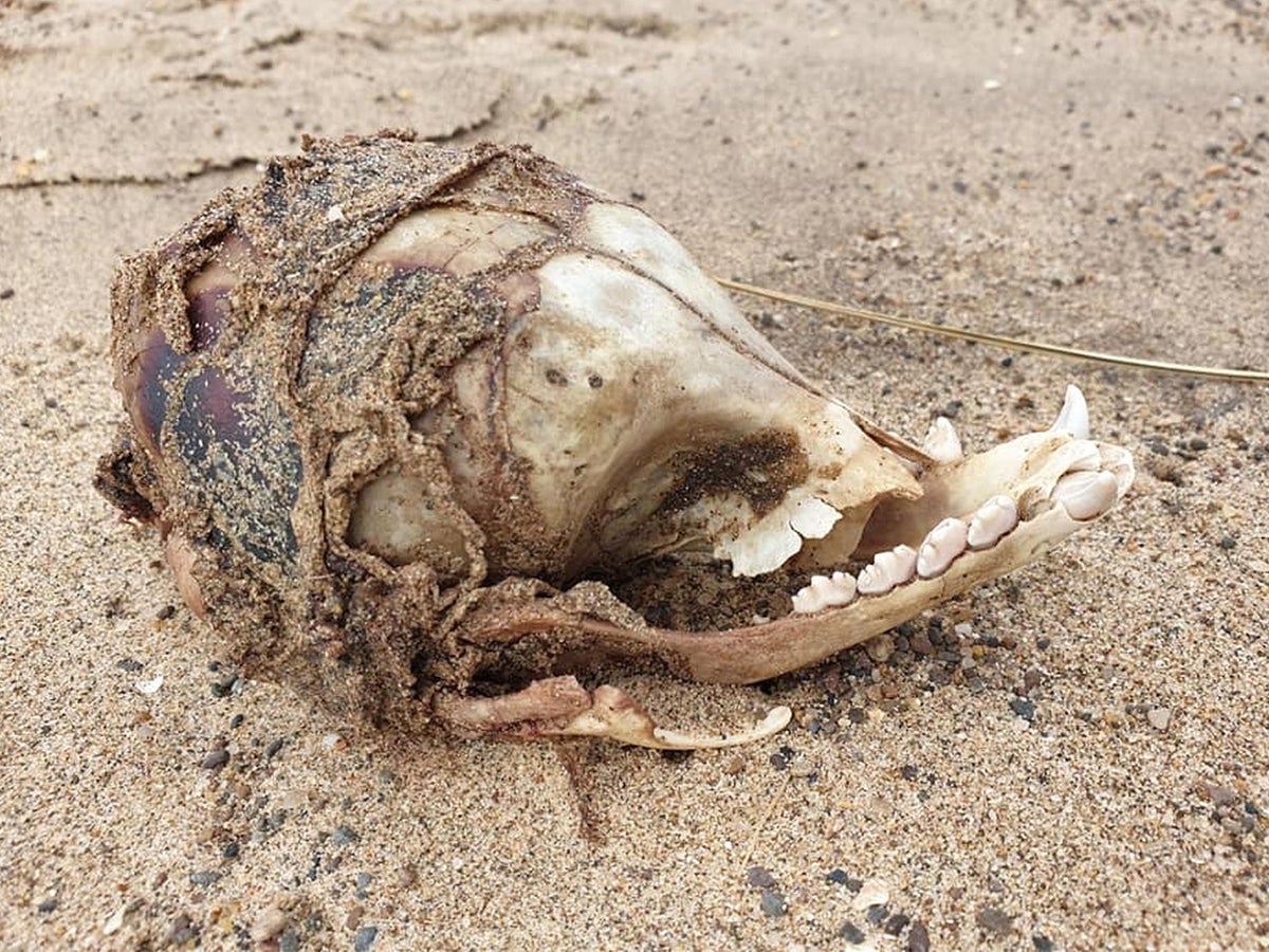 Mysterious skull washes up on UK beach with 'no eye sockets' | The  Independent | The Independent