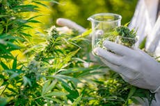 Cannabis chemical may help treat pancreatic cancer, study finds