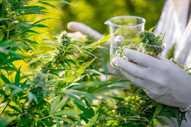 Cannabis chemical may have 'major impact' on pancreatic cancer treatment (Stock)