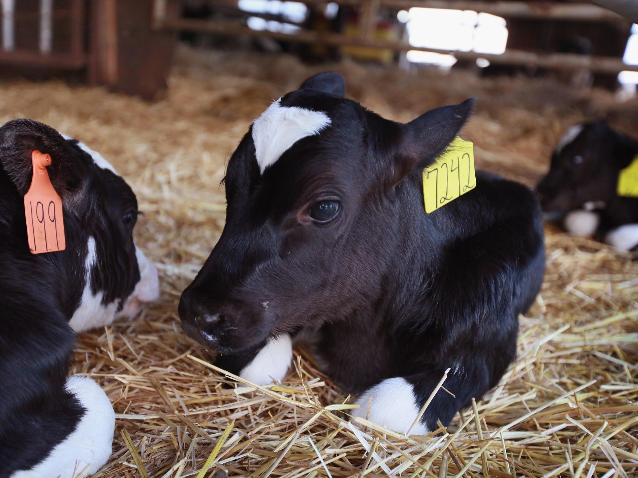 Male calves are considered surplus in the dairy industry while females are raised to have more calves