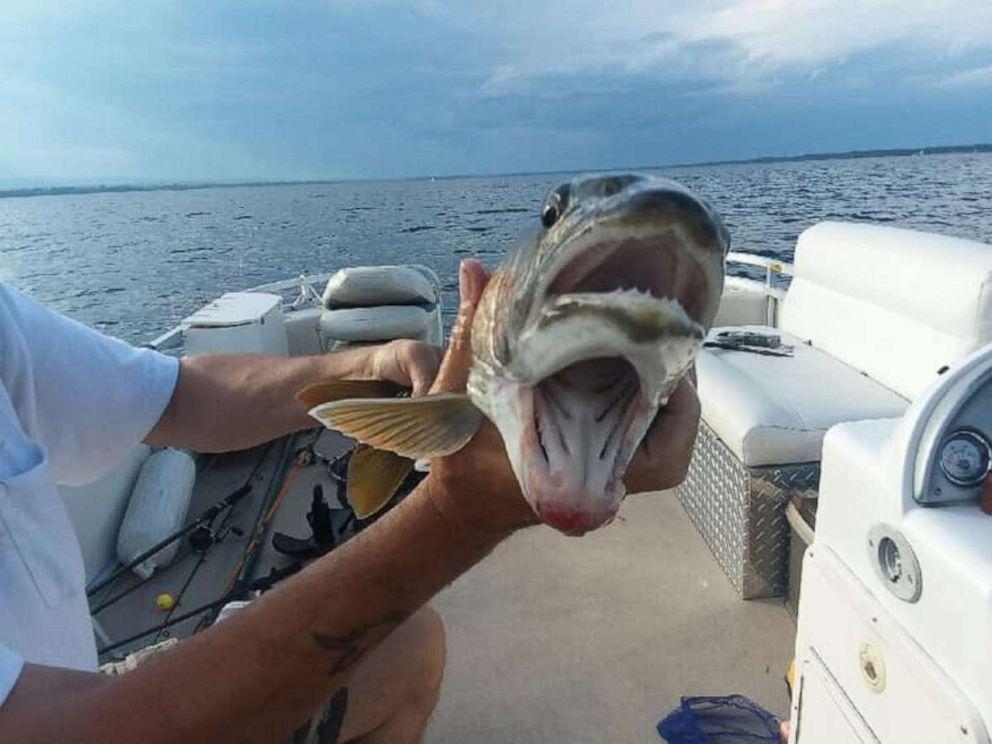 Fish with 'two jaws' caught in New York, The Independent