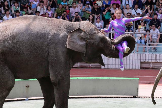China imports African elephants to use in circuses and zoos; since 2012 it has imported more than 100