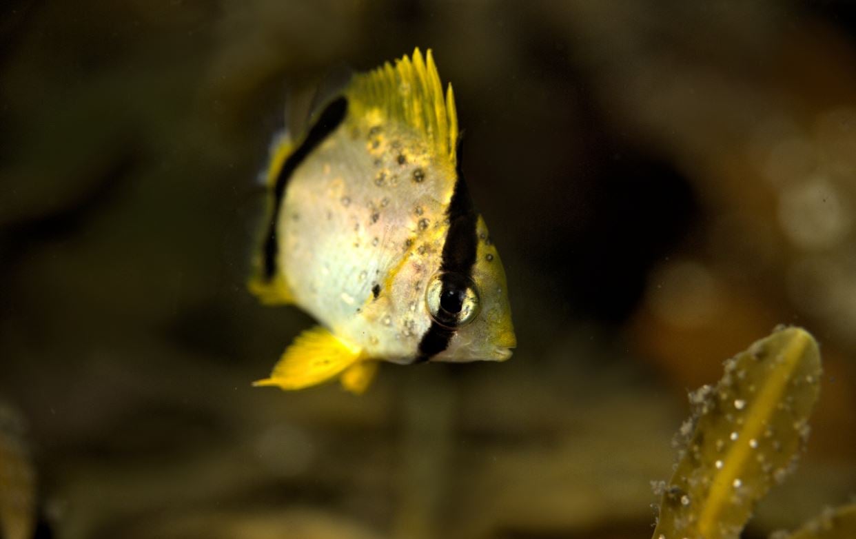 Pictured is a spot fin butterfly fish which is most commonly found in the Caribbean Sea. Scuba diver and photographer Lloyd Bond says he's seen a dramatic increase in tropical fish in Canadian waters
