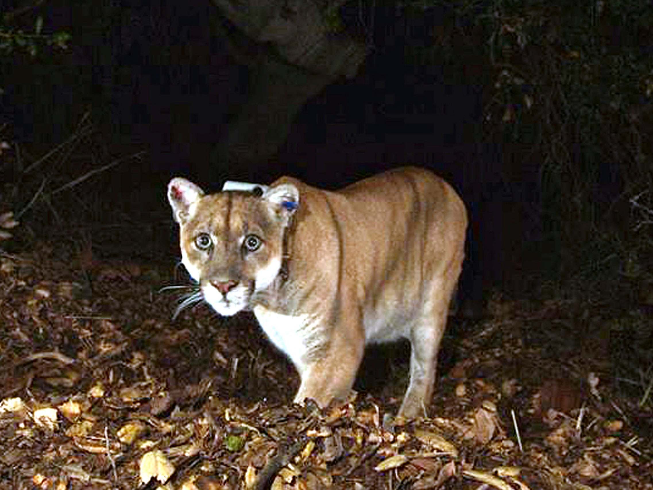 mountain lion chasing man