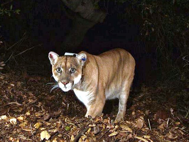 Three people have been attacked by mountain lions in Colorado in 2019