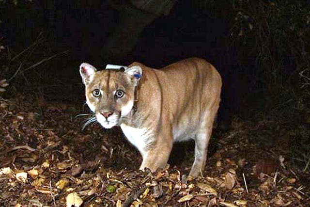 Two family dogs were killed in a recent string of mountain lion attacks in Idaho.