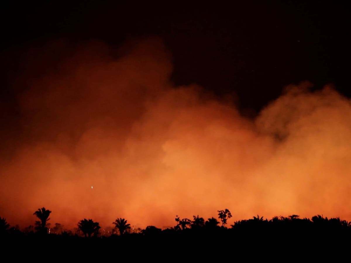 Every meat-eater on the planet is helping to fuel the Amazon forest fires –  here's how | The Independent | The Independent