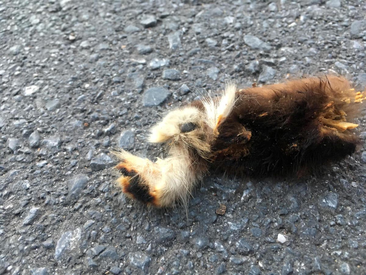 Seagull ‘drops paw of dog or cat’ near where chihuahua was snatched