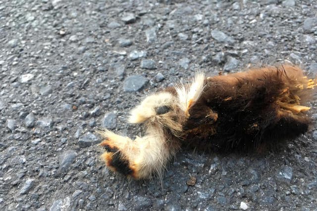 An animal paw said to have been dropped by a seagull in Exeter