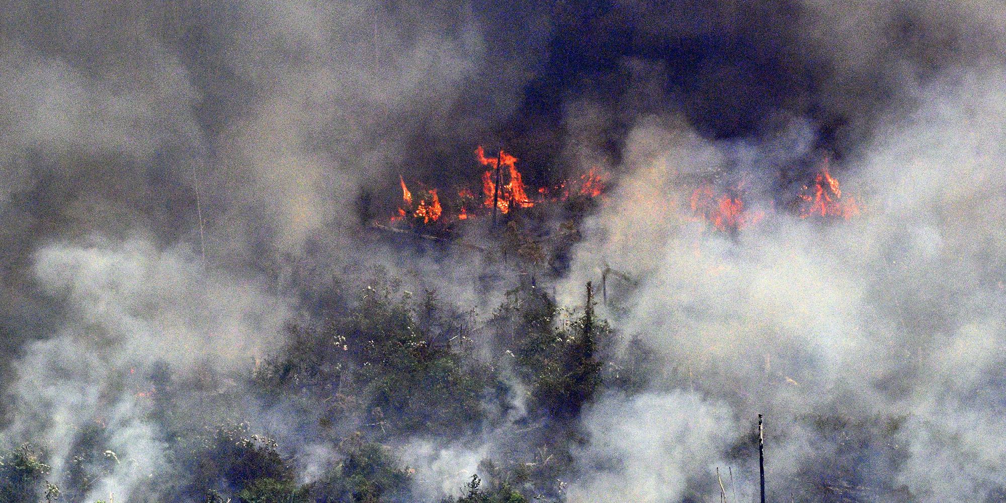 Seven Ways You Can Help Save The Amazon Rainforest Indy100