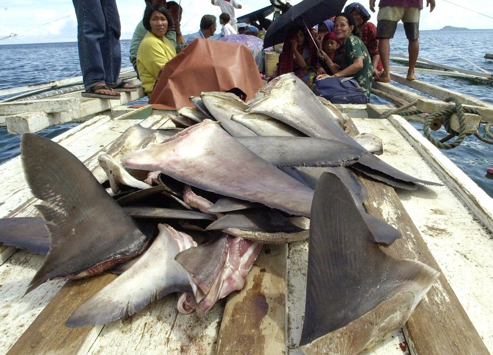 Approximately 31 percent of shark and ray species are recognised as threatened with extinction and an estimated 100 million sharks are killed annually (file image)