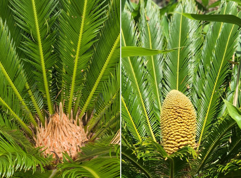 The prehistoric palm has produced female (left) and male (right) cones for the first time in 60 million years, botanists say