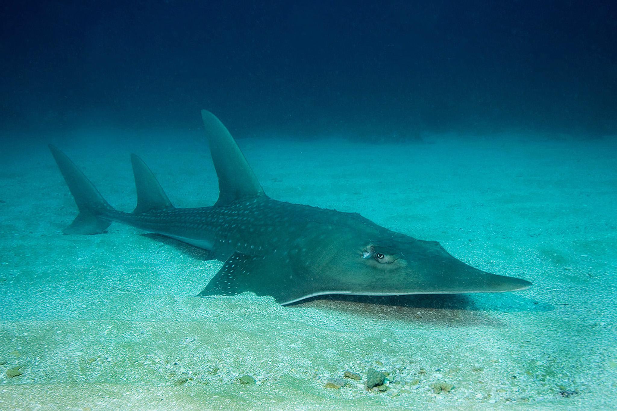 Wedgefish and guitarfish (pictured) are the most endangered marine group left in the ocean