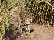 Iran could execute environmentalists who filmed endangered cheetahs
