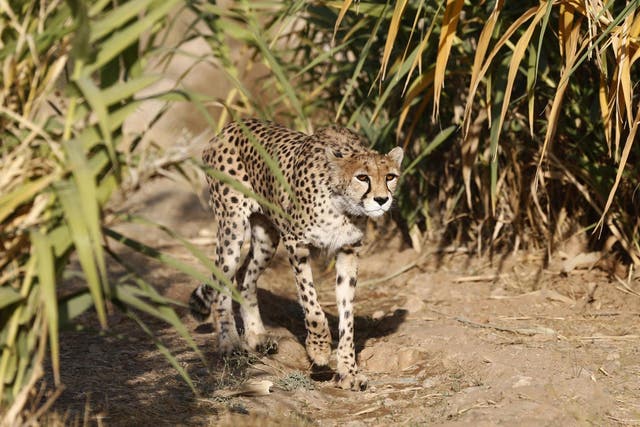 Conservationists face the death penalty in Iran for their efforts to save the Asiatic Cheetah (pictured) from extinction