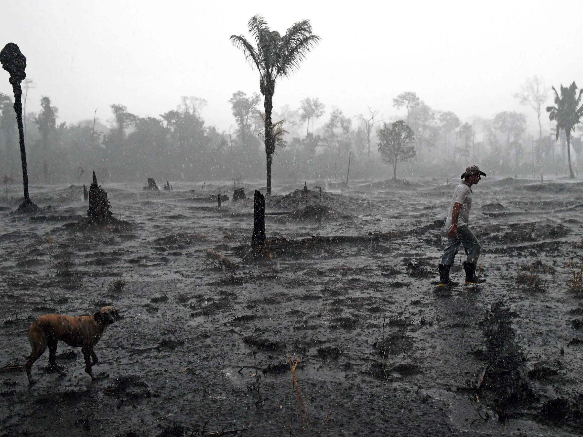 Swathes of the Amazon rainforest are turning to ashes as fires ravage the greenery