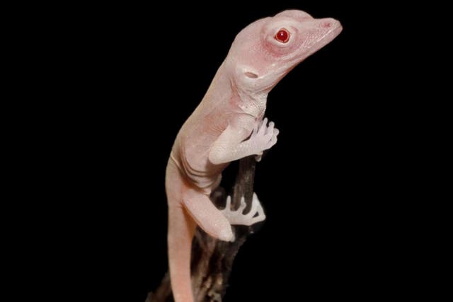 For the first time scientists injected CRISPR reagents into the unfertilised eggs within the ovaries. Pictured is an albino lizard