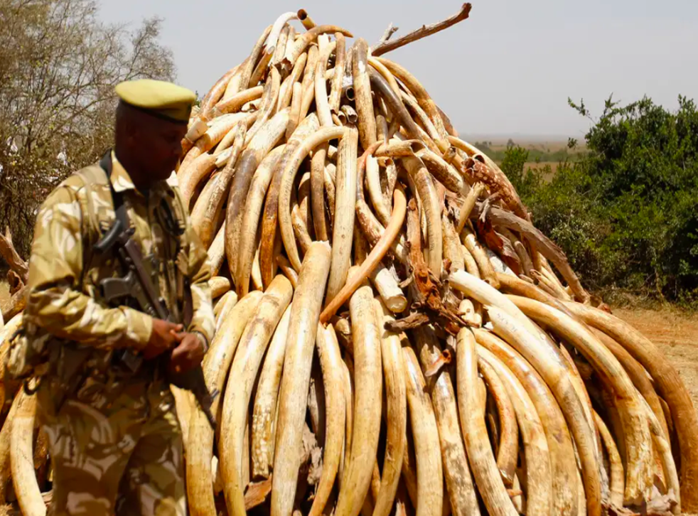 Ivory confiscated from smugglers and poachers has been burnt in the past but some countries wanted to sell it instead