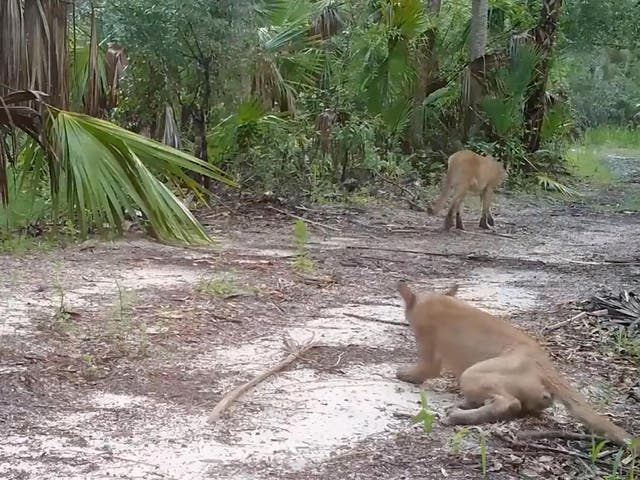 The big cats appeared to have trouble walking