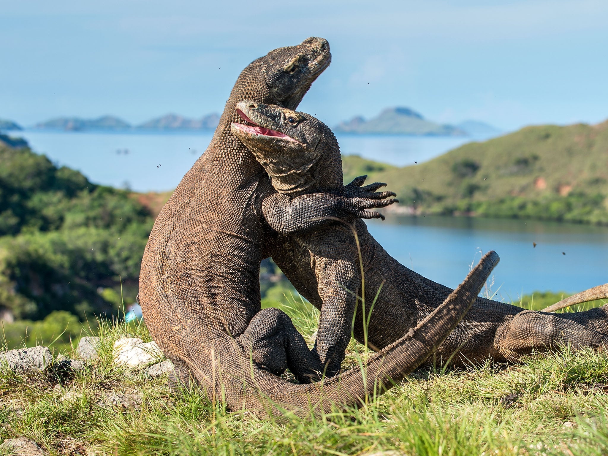File: Indonesia is home to the world’s largest lizard, the Komodo dragon, which has inhabited the country’s islands for millions of years