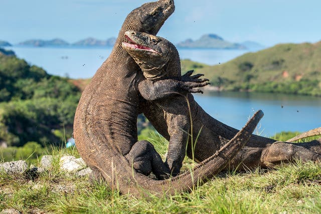 Komodo dragons are the biggest living lizard in the world