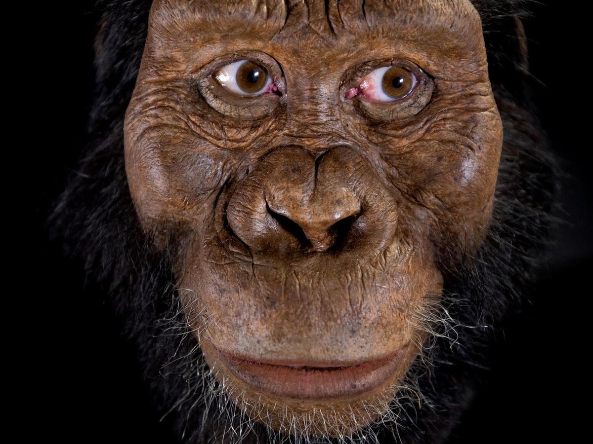 first human ancestors