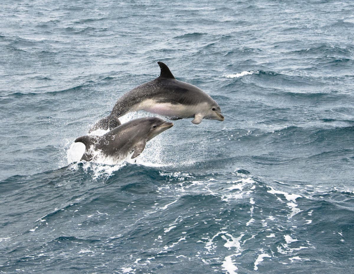 New Zealand bans tourists from swimming with bottlenose dolphins as numbers fall