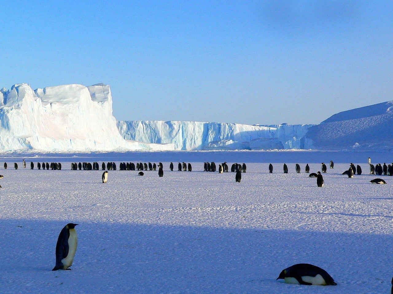 Go penguin-spotting in Antarctica