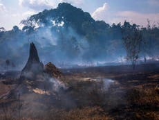 ‘Worst of the fire is yet to come’ in Amazon, forestry expert warns