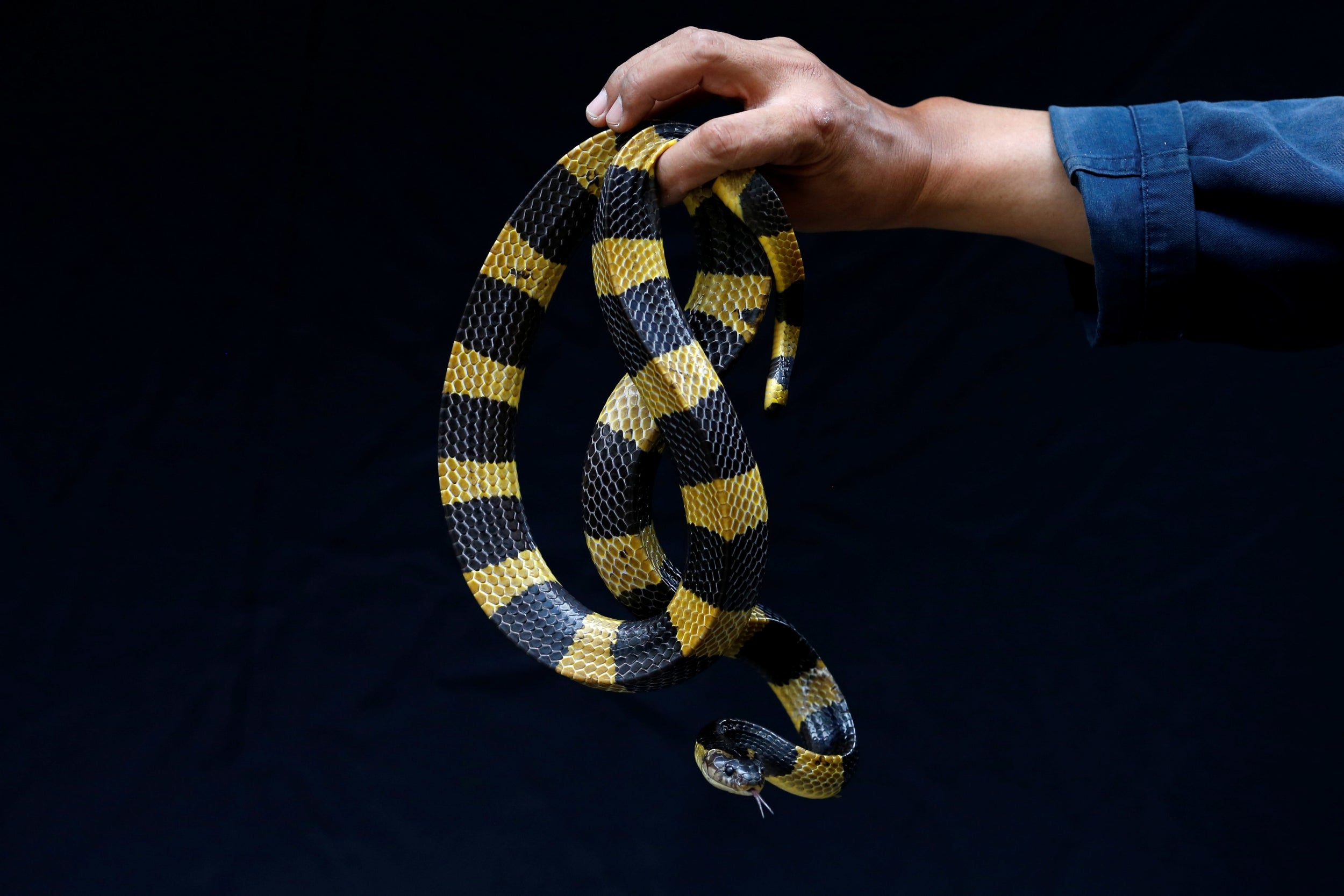 Pinyo holds a Bungarus fasciatus snake which he caught