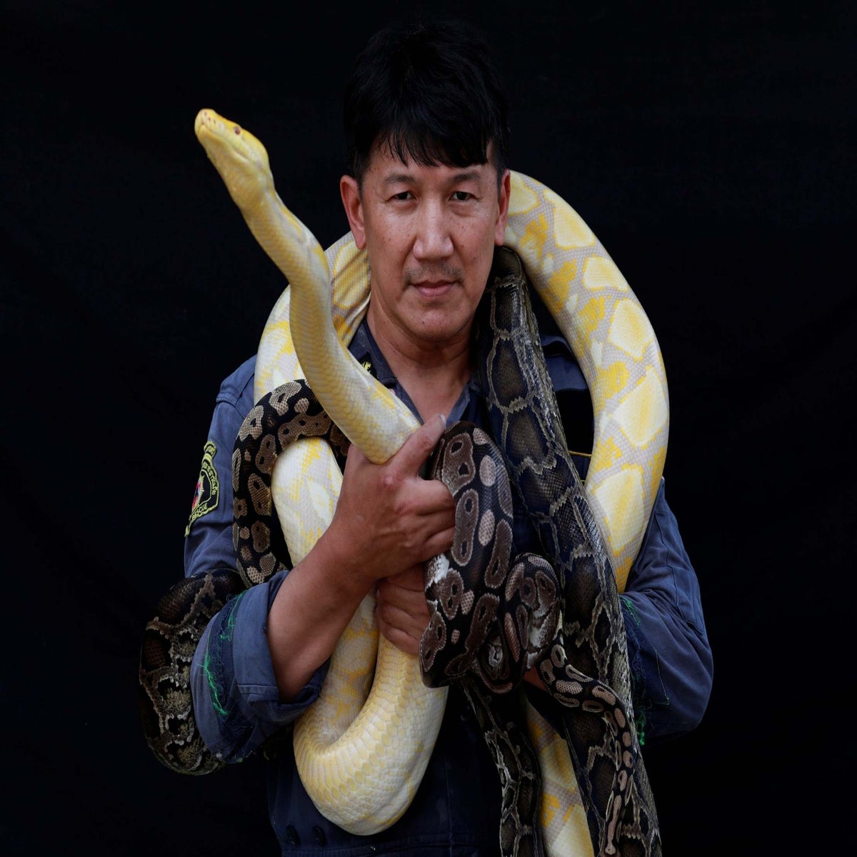 In pictures: The Bangkok firefighter taking on snakes with his bare hands |  The Independent | The Independent