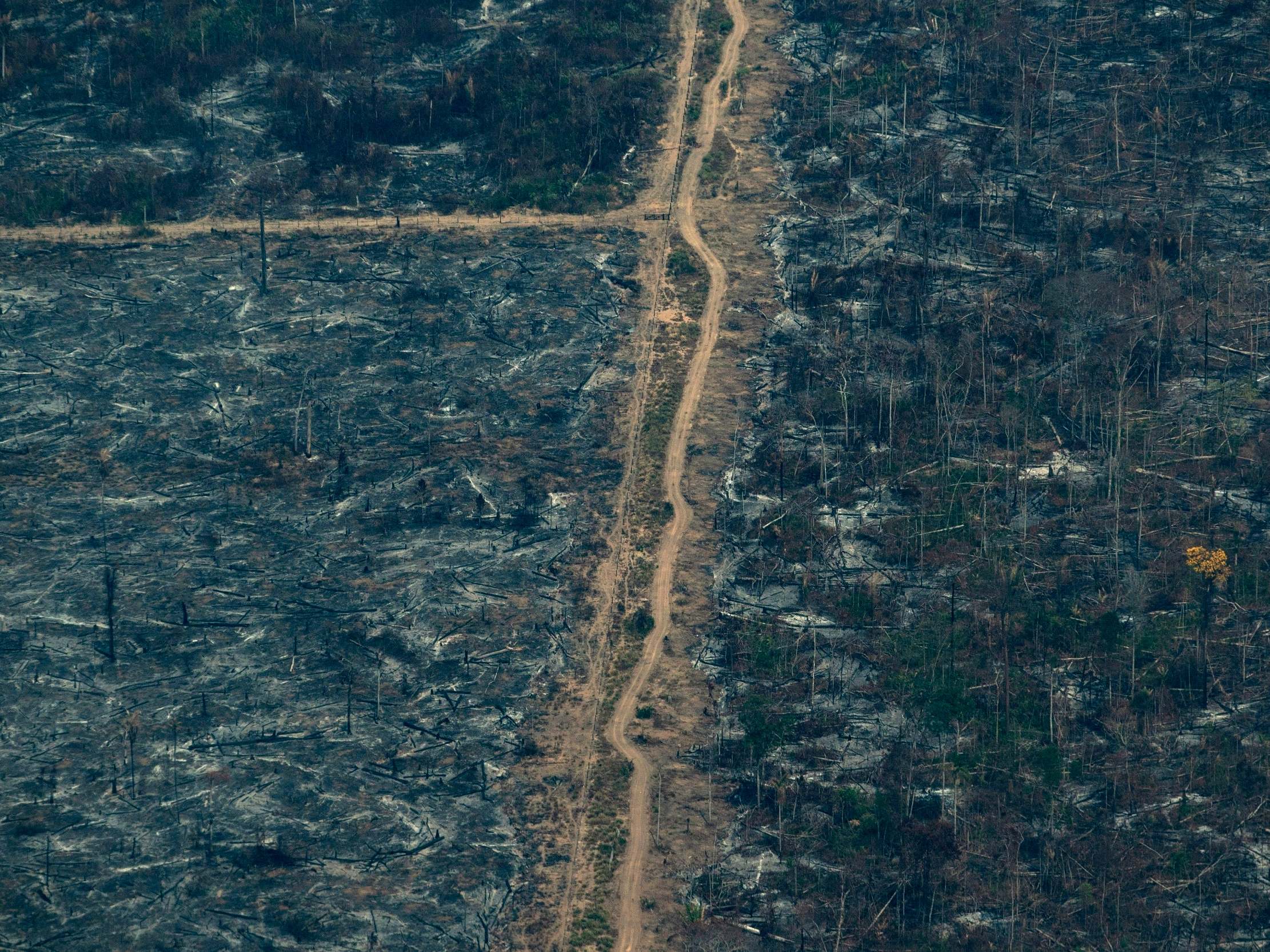 The Amazon rainforest is burning, but it is food price profiteering that really swings the axe