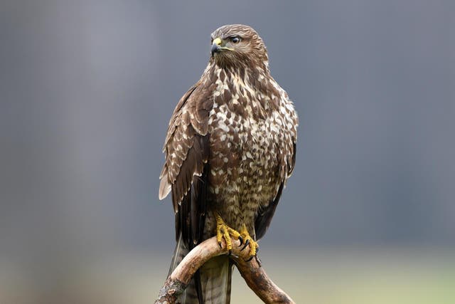 The report found there were at least 12 incidents in Scotland in 2018, up from five in 2017. Incidents included a buzzard (stock image) found to have been shot twice in South Lanarkshire