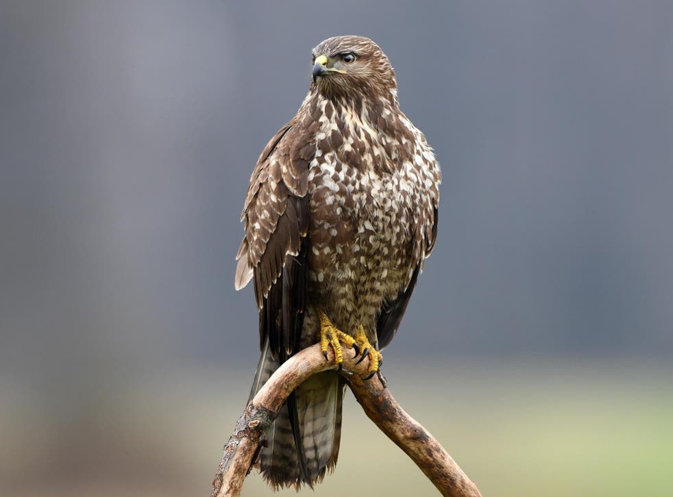 The report found there were at least 12 incidents in Scotland in 2018, up from five in 2017. Incidents included a buzzard (stock image) found to have been shot twice in South Lanarkshire