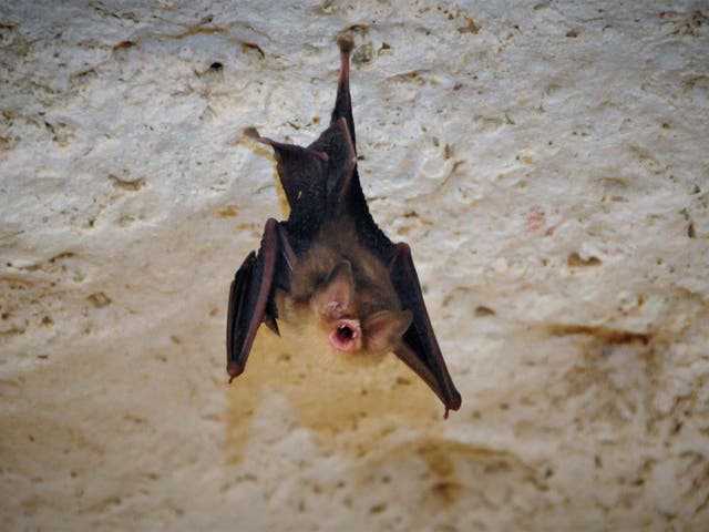 Cuban funnel-eared bats are having their nails painted by scientists to determine how many still exist