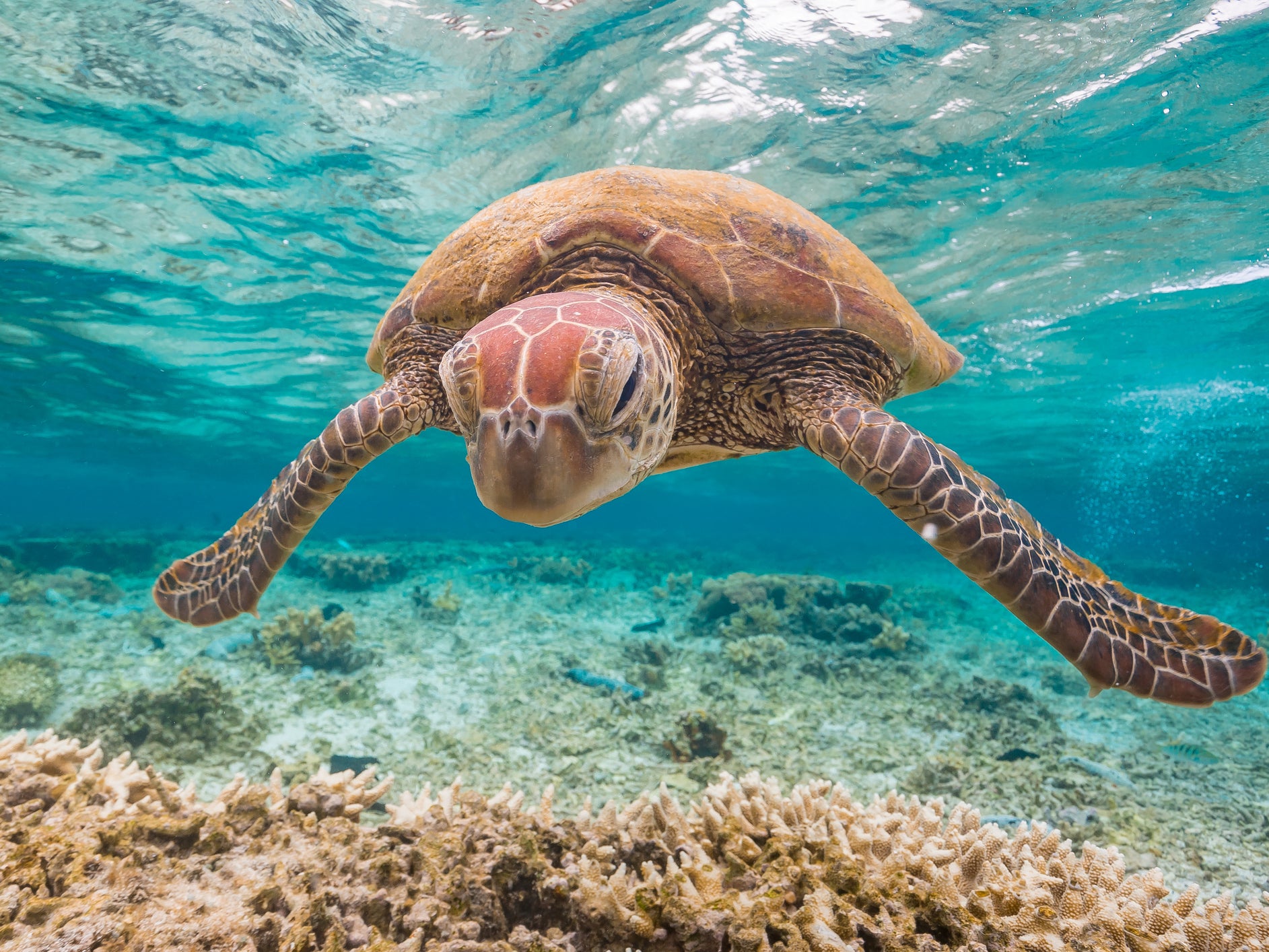 Much was killed or damaged by coral bleaching in 2016 and 2017, with green turtles among the species suffering from significant habitat loss