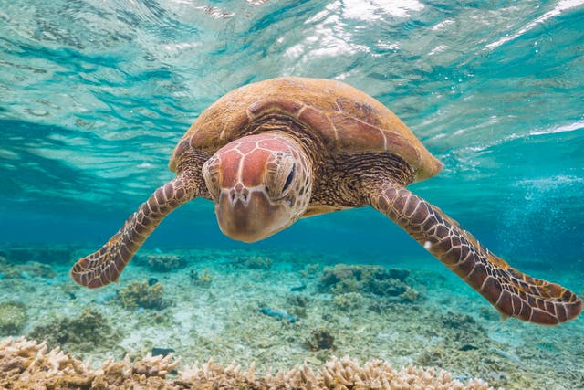 Much was killed or damaged by coral bleaching in 2016 and 2017, with green turtles among the species suffering from significant habitat loss