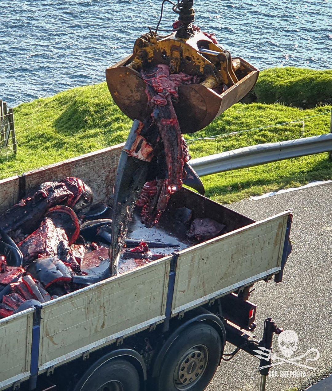 Gruesome pictures show the whales' remains loaded into trucks